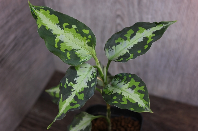 ★BEGO-SELECT★アグラオネマ　ニルバーシュ★Aglaonema　Pictum　Tricolor　”NIRVASH”Pulau　Nias★